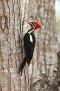 Lineated Woodpecker