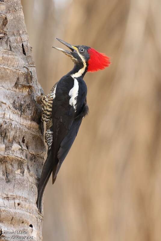 Lineated Woodpecker female adult, Behaviour