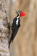 Lineated Woodpecker