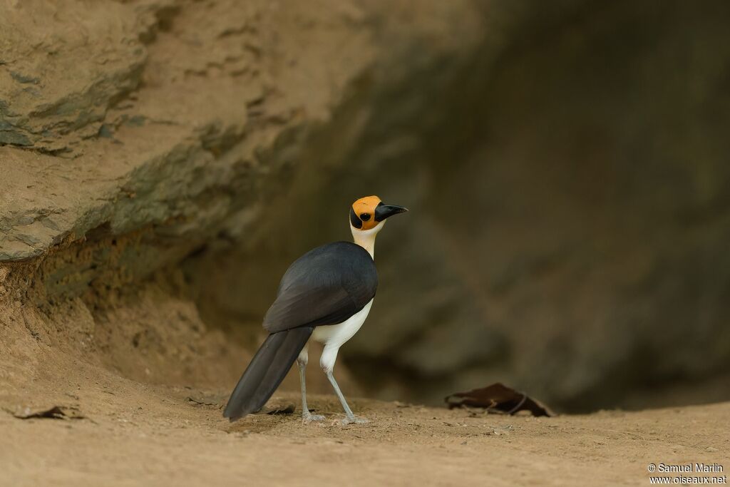 White-necked Rockfowladult