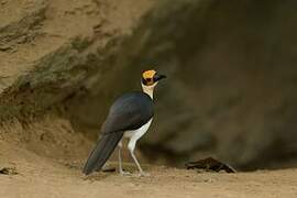 White-necked Rockfowl