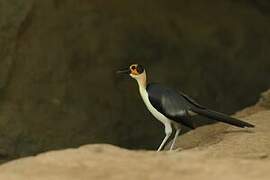 White-necked Rockfowl