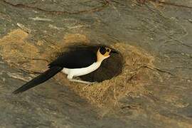 White-necked Rockfowl