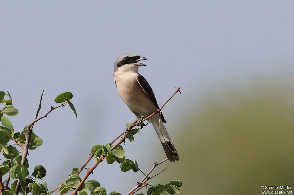 Grey-backed Fiscaladult