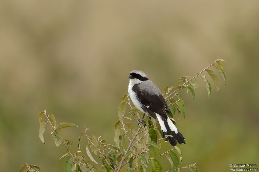 Grey-backed Fiscaladult