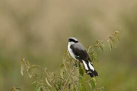 Grey-backed Fiscal