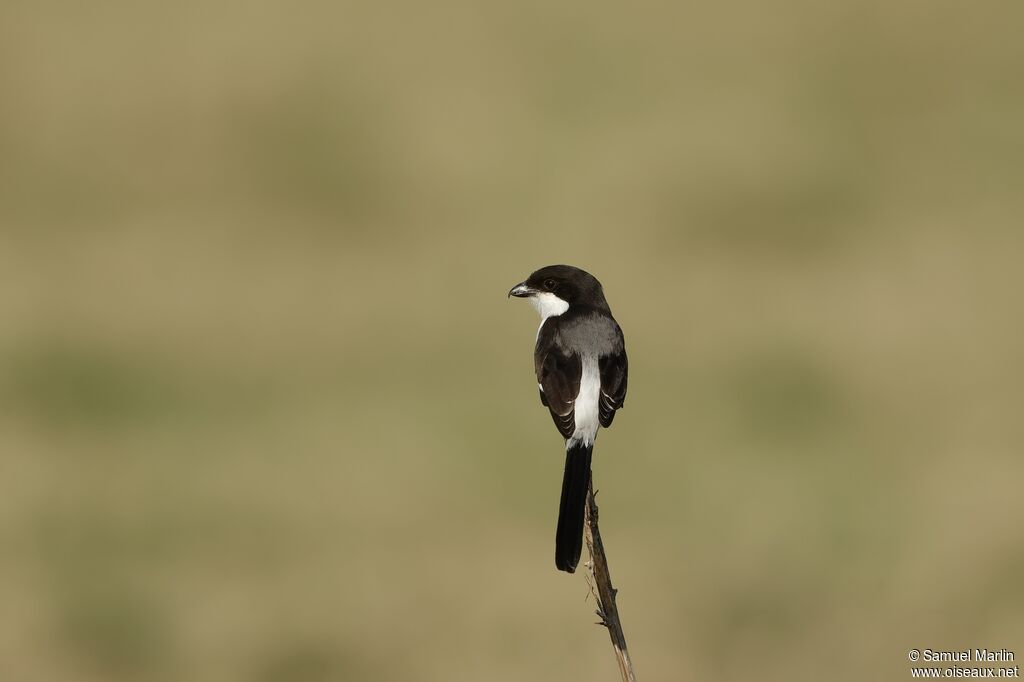 Long-tailed Fiscaladult