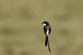 Long-tailed Fiscal