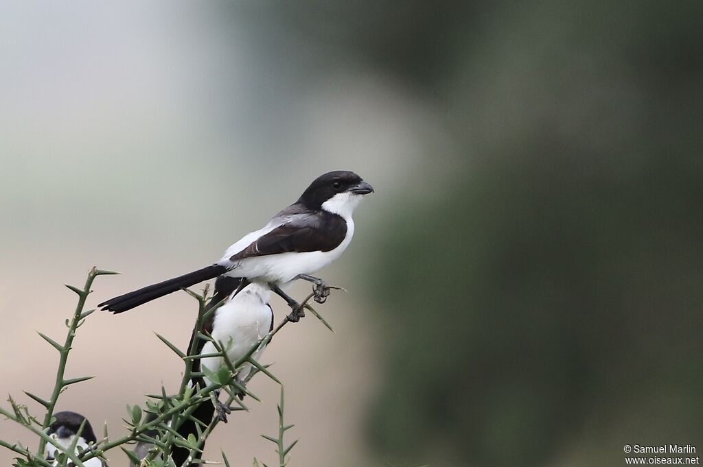 Long-tailed Fiscal