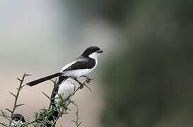 Long-tailed Fiscal