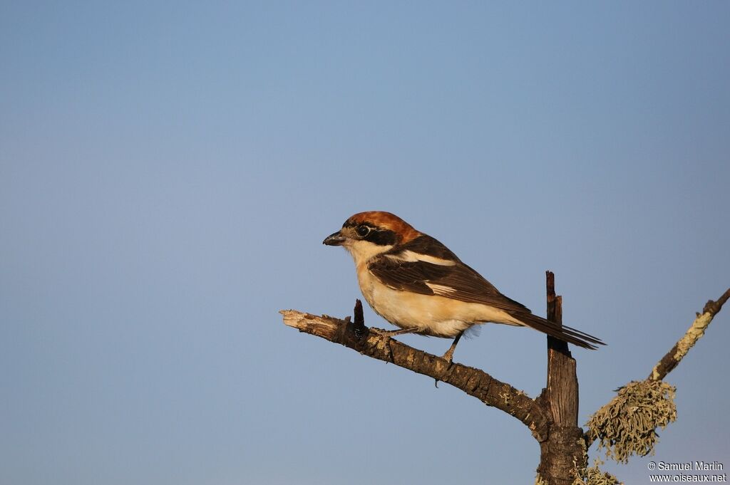 Woodchat Shrikeadult