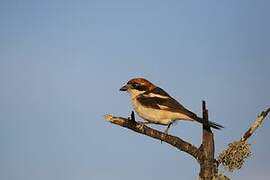 Woodchat Shrike