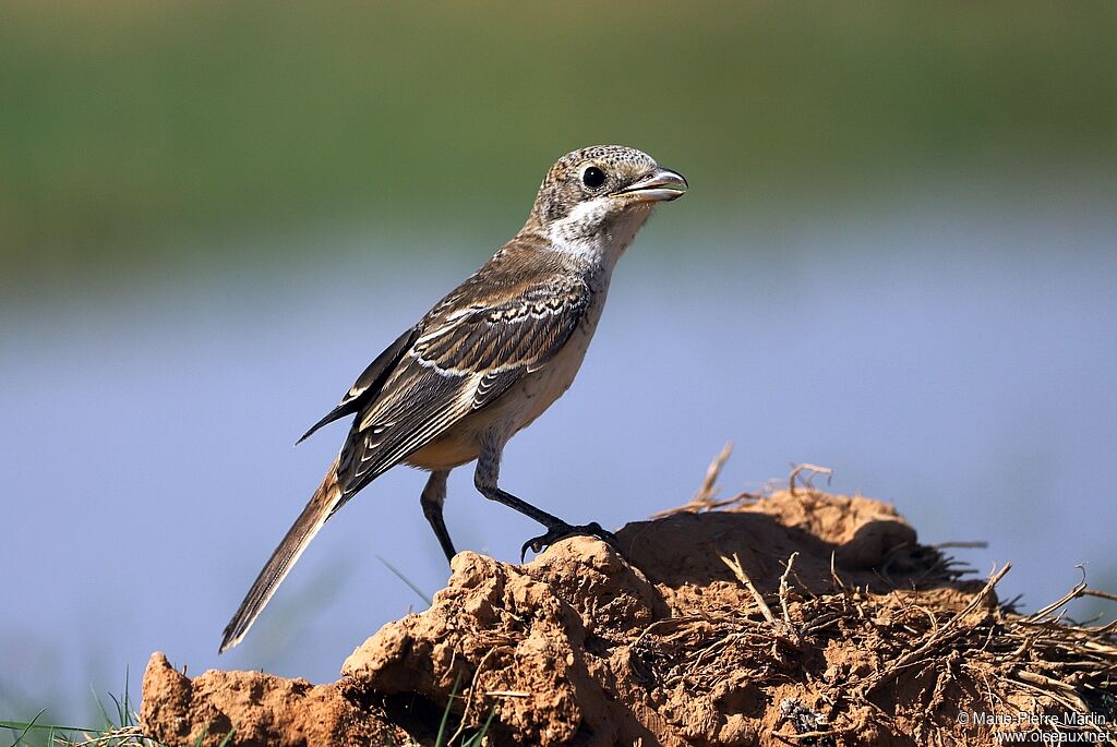 Woodchat Shrikejuvenile