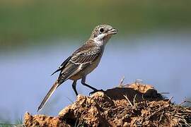 Woodchat Shrike