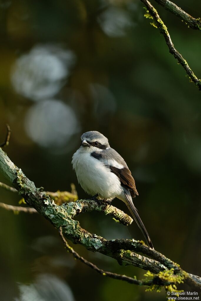 Mackinnon's Shrikeadult