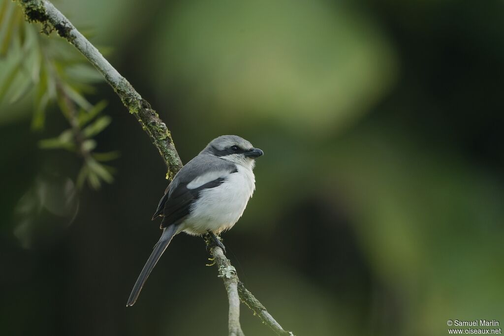 Mackinnon's Shrike