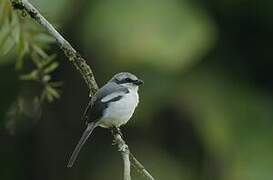 Mackinnon's Shrike