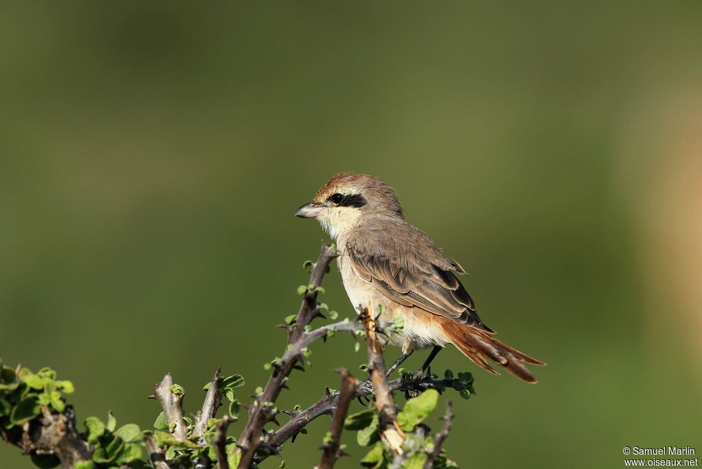 Red-tailed Shrike male adult