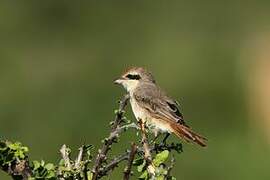 Red-tailed Shrike