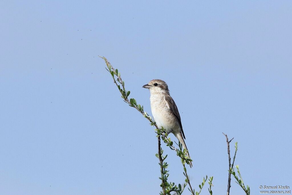 Red-tailed Shrikeimmature