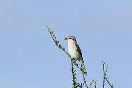 Red-tailed Shrike