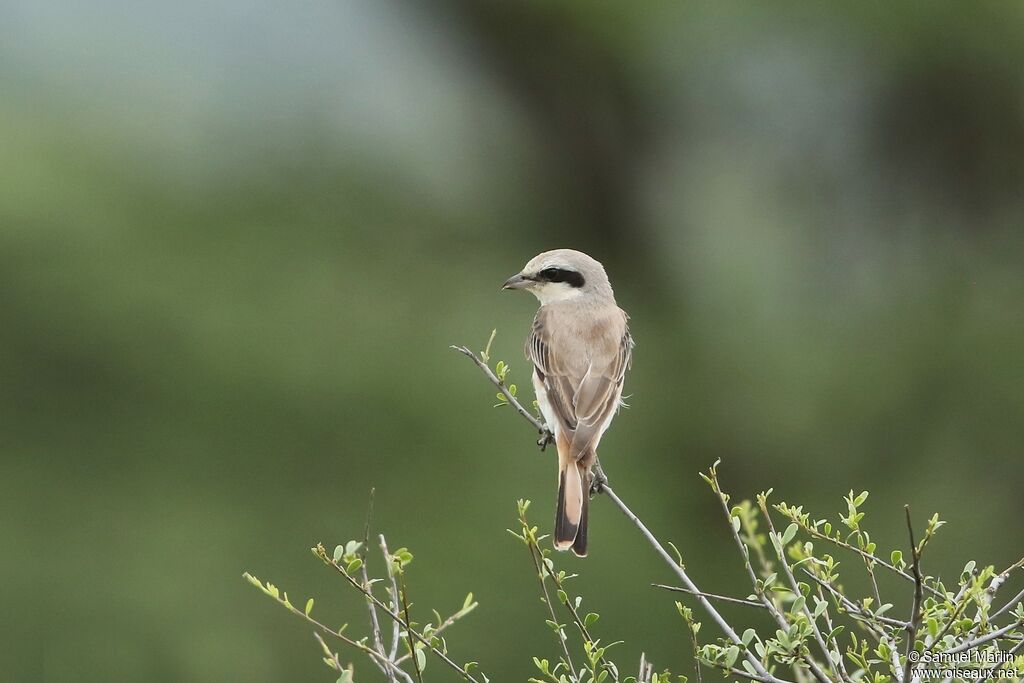 Red-tailed Shrikeadult