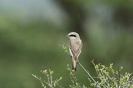 Red-tailed Shrike