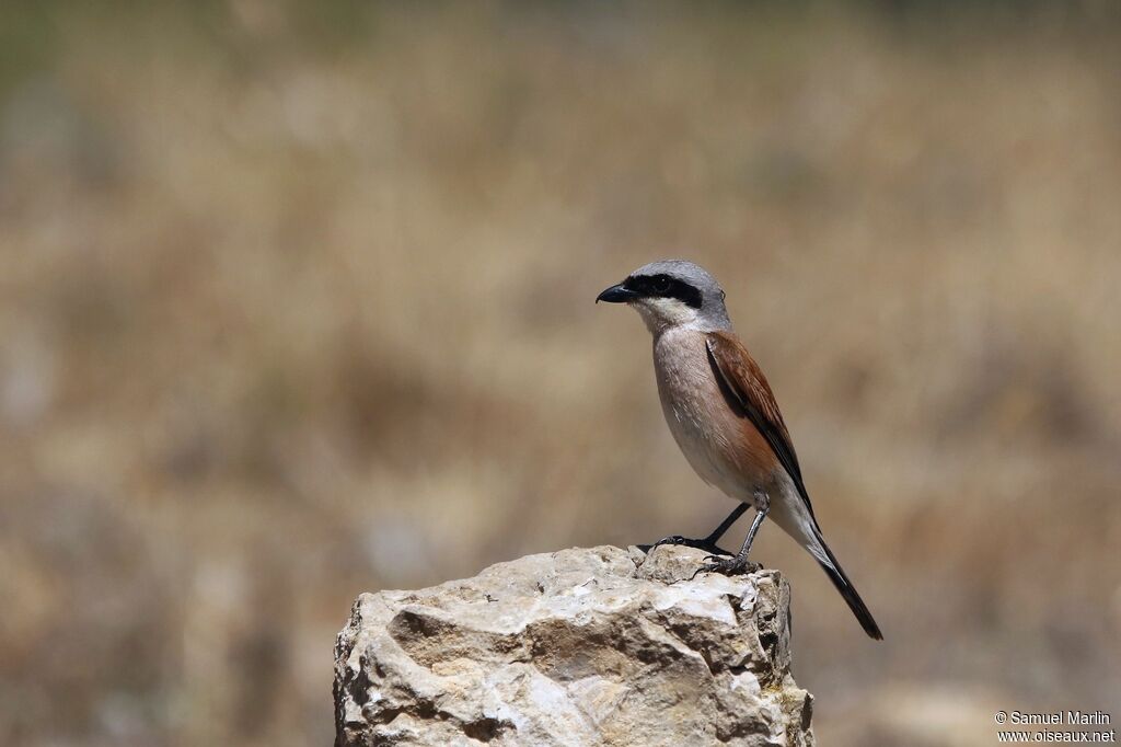 Red-backed Shrike