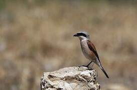 Red-backed Shrike