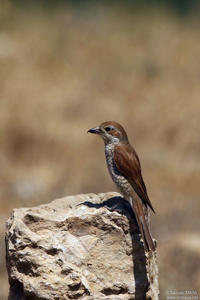 Red-backed Shrike female adult