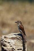 Red-backed Shrike