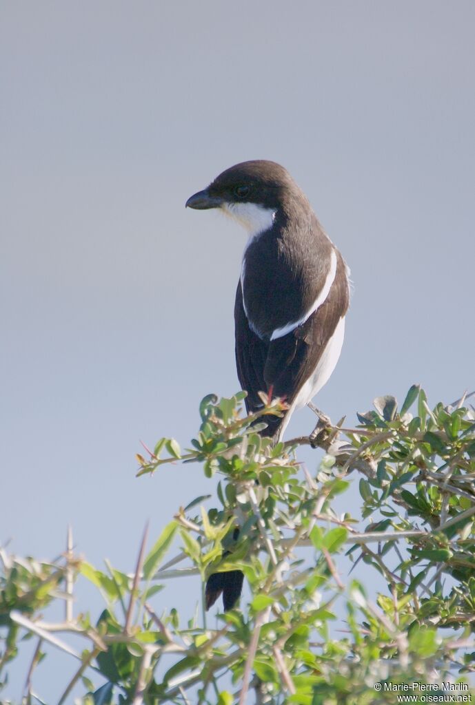 Southern Fiscal male adult