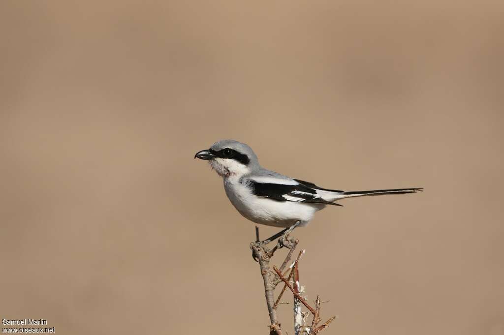 Great Grey Shrikeadult