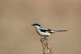 Great Grey Shrike