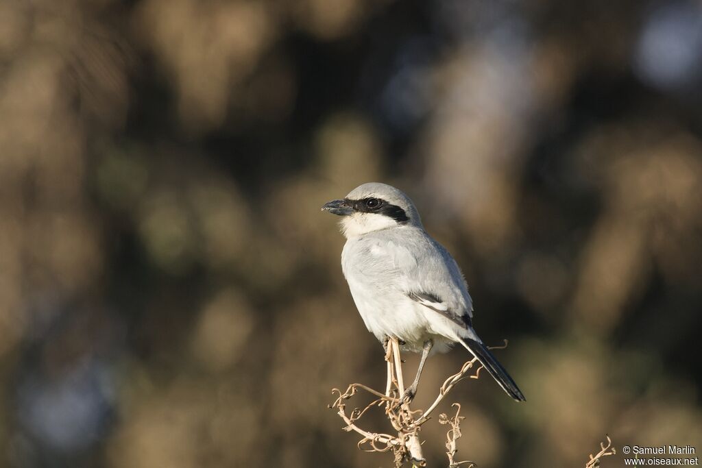 Great Grey Shrikeadult