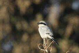 Great Grey Shrike