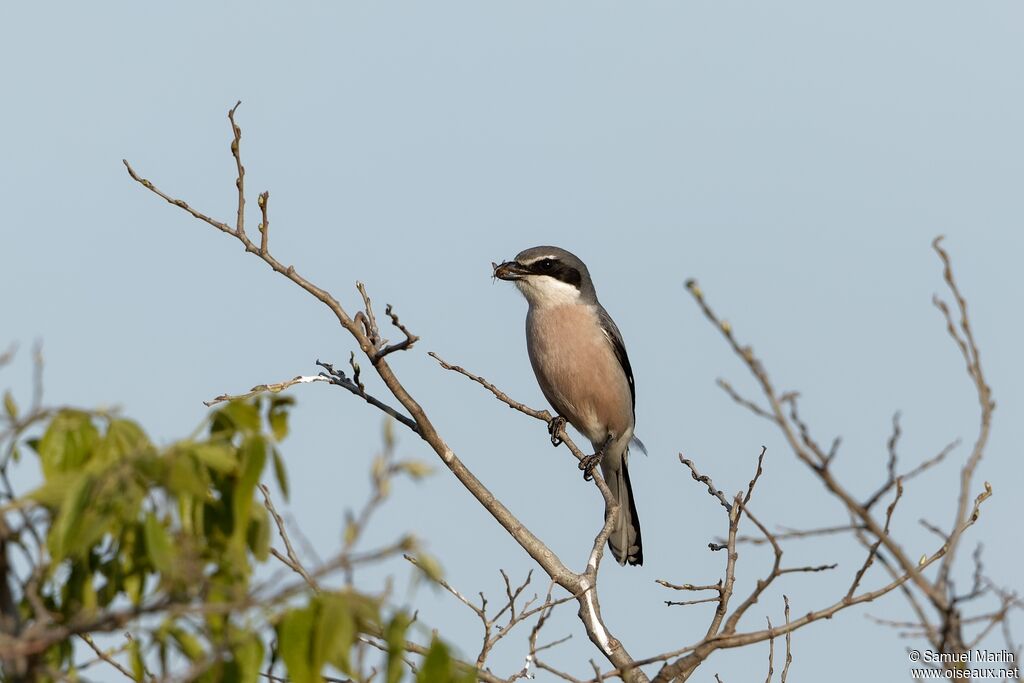 Iberian Grey Shrikeadult, fishing/hunting