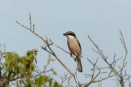 Iberian Grey Shrike