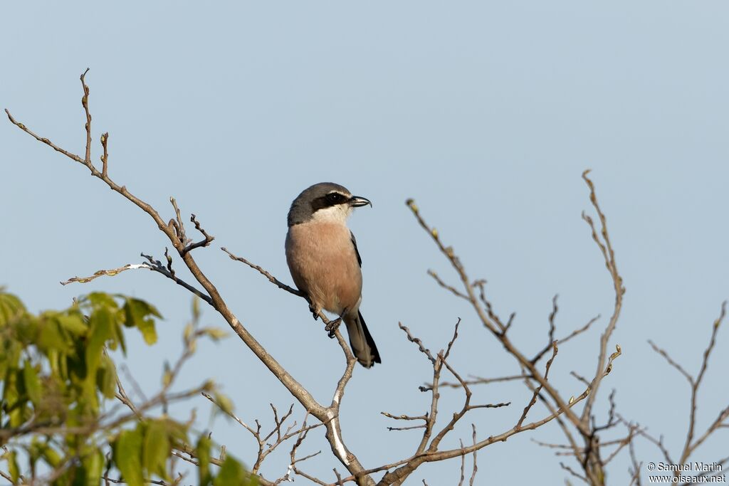 Iberian Grey Shrikeadult