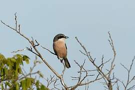 Iberian Grey Shrike