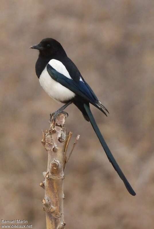 Eurasian Magpieadult, identification