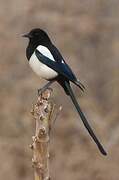 Eurasian Magpie