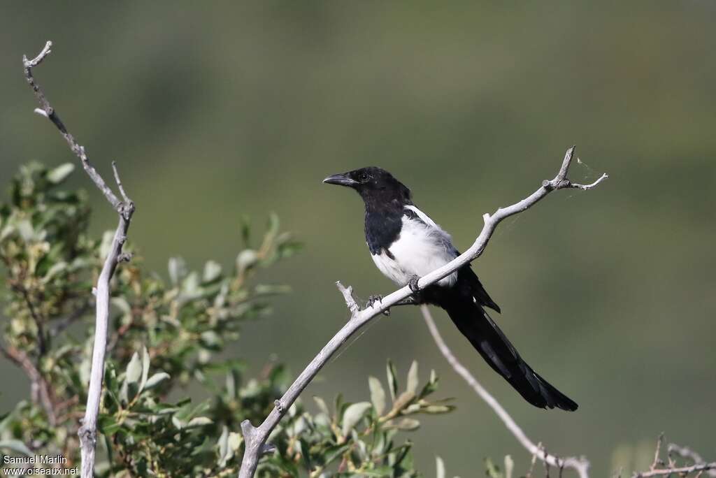 Black-billed MagpieFirst year, identification