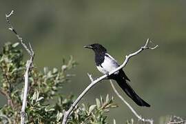 Black-billed Magpie