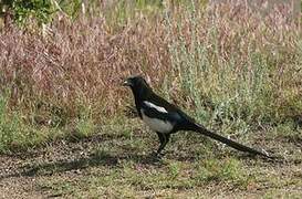 Black-billed Magpie