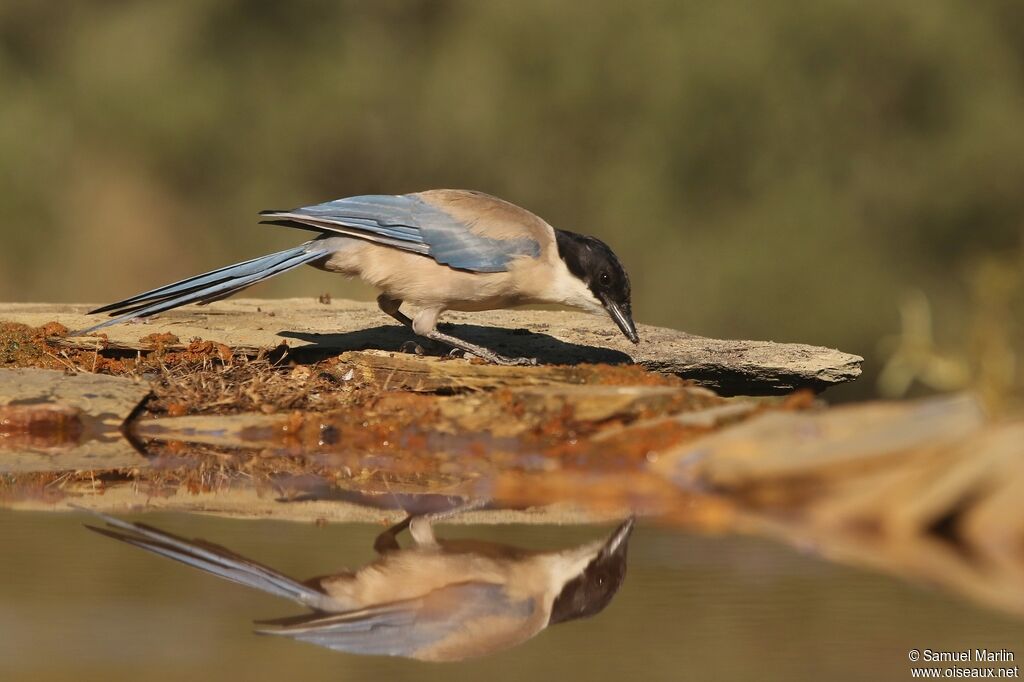 Iberian Magpieadult