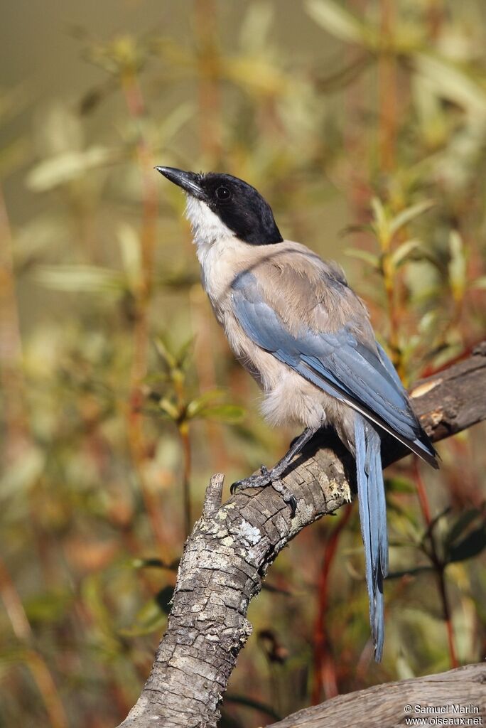 Iberian Magpieadult