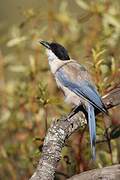 Iberian Magpie