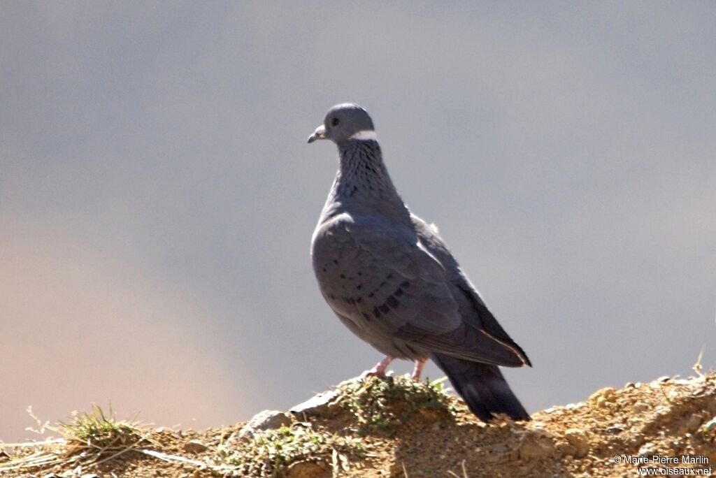 Pigeon à collier blancadulte