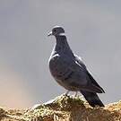 Pigeon à collier blanc